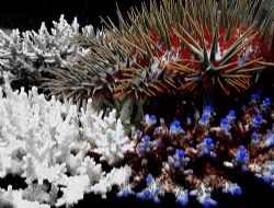 Crown of thorns starfish (Acanthaster) eating Acropora co... by Christine Huffard 
